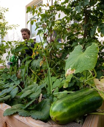 Dank Hochbeeten lassen sich Gurken, Zucchini und Co. selbst auf dem Balkon anpflanzen.