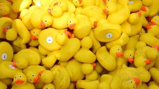 900 Gummienten warten in einem Sack über dem Kriegbach auf den Start des Rennens.
