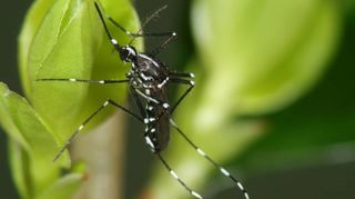 Ein Weibchen der Asiatischen Tigermücke (Aedes albopictus) auf einem frischen Ligusteraustrieb sitzend.