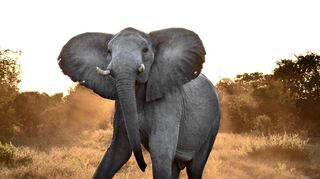 Wenn ein Elefant scheinbar tanzt, ist das eine Drohgebärde. Er will zeigen, dass er beweglich genug ist, um ein am Boden liegendes Wesen mit seinen Stoßzähnen töten zu können.