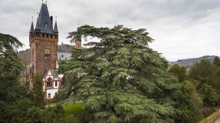 Die Zeder am Schloss mit dem vom Freiherrn von Berckheim gebauten Turm.
