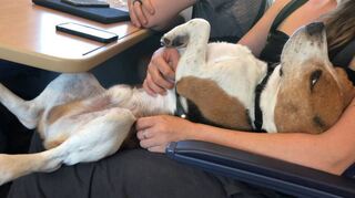 Ein entspannter Mitreisender: Beagle „Ludwig“ hat die lange Reise von Budapest nach Mannheim locker überstanden.