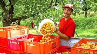 Alles gelb-rot: Mann, Frucht, Korb