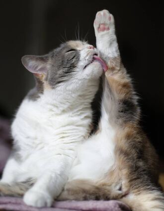 Bei Seniorenkatzen kann die frühere Beweglichkeit nachlassen. Dann können schwer zugängliche Stellen, etwa am Schwanzansatz, verfilzen.