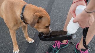 Zum Joggen mitnehmen: Hunde müssen auf weiteren Strecken trinken.