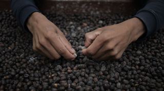 «Geisha»: Der teuerste Kaffee Panamas.