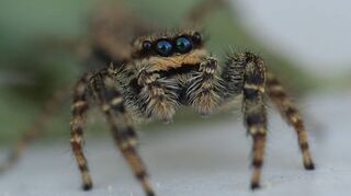 Schau mir in die Augen, Großer: Eine kleine Springspinne in der Nahaufnahme. Sie misst nur fünf Millimeter – ein Beispiel für die Kunst der Makrofotografie.