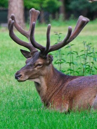 Momentaufnahme im Wildgehege: Der stolze „Papa“ Hirsch mit Bastgeweih.