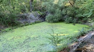 Die Suhle nördlich des Reilinger Wegs ist nur noch zu einem Teil mit Wasser gefüllt, von der Wasserlinse, auch als Entengrütze bekannt, bedeckt. Für die Tiere wird der Weg hinab zum Wasser immer steiler.