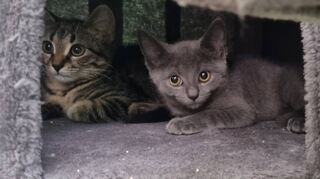 Wer könnte diesen großen Augen widerstehen: Die Kitten schauen trotzdem etwas skeptisch aus ihrem Versteck in einer Box.