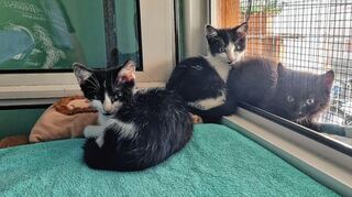 Elf Kitten bewohnen momentan die Räumlichkeiten des Vereins. Die Welt jenseits der Gitter sollen sie bei fürsorglichen Besitzern kennenlernen.