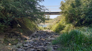 Jenseits des Rheindamms ist zur Mündung des Kothlachgrabens in den Fluss von Wasser keine Spur mehr.