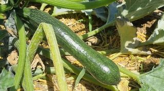 Zumindest eine der Zucchini im Beet dieser Zeitung wächst und gedeiht prächtig.