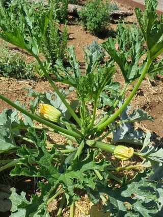 Die zwei anderen Exemplare im "Urban Gardening"-Beet halten sich eher zurück.