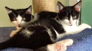 Geisha (vorne) und Grizabella (hinten) kuscheln sehr gerne miteinander. Geisha sucht momentan noch ein neues Zuhause.