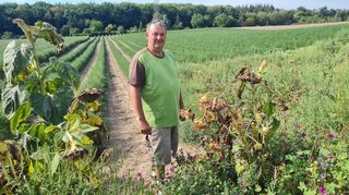 Landwirt Gerd Koppert steht in seinem Spargelacker. Im Vordergrund ist ein sogenannter Blühstreifen zu erkennen, in dem unter anderem Hummeln, Bienen und andere Insekten Nahrung finden.