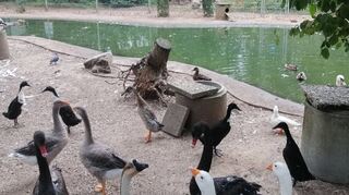 Während im Vordergrund die Tiere des Vogelparks geschäftig tun, ist im Hintergrund zu sehen, dass ihr Teich durchaus eine Reinigung vertragen könnte – entweder am Helfertag oder schon vorher.