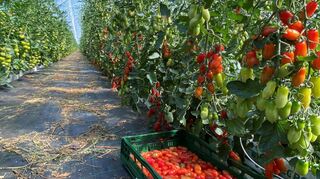 Die Johanneshof-Tomaten können bei einer Station begutachtet und verköstigt werden. Gleichzeitig stehen jede Menge Informationen über deren Anbau zur Verfügung und können von den Besuchern erfragt werden.