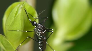 Die Tigermücke wird nicht nur wegen ihres aggressiven und ausdauernden Stechverhaltens untertags und den dadurch verursachten Hautreaktionen zum gesundheitlichen Problem.