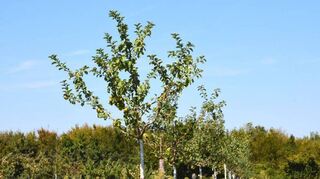 Auf der Streuobstwiese haben viele Bäume der 1250-Jahr-Aktion einen Platz gefunden. Die Fläche soll bald erweitert werden.