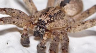 Die Nosferatu-Spinne (Zoropsis spinimana) weist eine faszinierende Zeichnung auf.