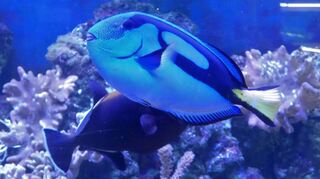 Farbenfroh erstrahlen die Exoten in den Aquarien des Vereins.