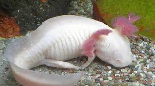 Das Axolotl gehört zu den Highlights der Schau.