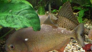 Gefährliche Piranhas tummeln sich im Wasser eines Beckens.