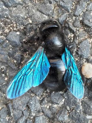 Die Große Blaue Holzbiene brummt laut, ist aber friedfertig. Besonders auffällig sind die blauen Flügel und der metallisch-schwarz glänzende Panzer.