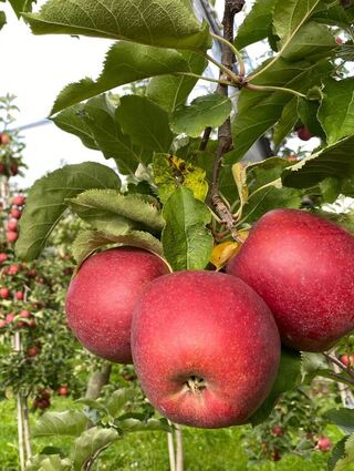 Die Äpfel sind reif: Im Frühherbst ist Erntezeit am Bodensee.