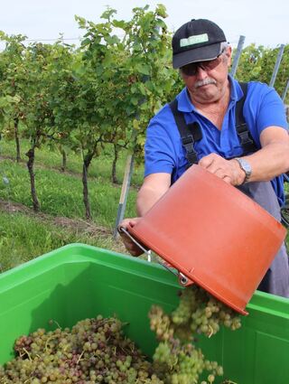 Aus diesen Trauben wird in Hagnau Wein.