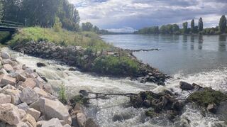 Die Brücke bei der Einmündung des Leimbachs in den Rhein wird umgebaut, aber auch der gesamte Zufluss in den Strom soll ökologischen Vorgaben gemäß ein neues Erscheinungsbild erhalten.