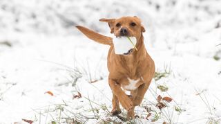 Solange Hunde in Bewegung bleiben, können sie in der Regel auch bei Minusgraden problemlos nach draußen gehen.