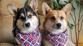 Bereit für die Parade: Cosmo (l.) und Flynn von Laura Schmidbauer.