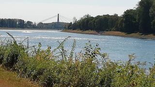 Dieter Rey hat sich angeschaut, wo die „Angelo“ damals bei der Ketscher Rheininsel angelegt hatte und schließlich auf Geheiß der Wehrmacht zur Zwangshavarie wurde.