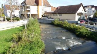 Der Pflanzenbewuchs längs des Kraichbachs hat sich auf dem Gelände des Hochwasserschutz- und Ökologieprojektes (HÖP) inmitten Hockenheims gut entwickelt.