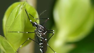 Die Tigermücke wird nicht nur wegen ihres aggressiven und ausdauernden Stechverhaltens untertags und den dadurch verursachten Hautreaktionen zum gesundheitlichen Problem.