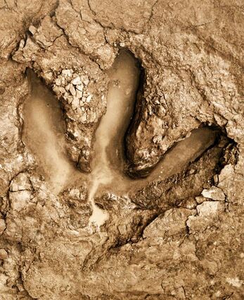 Wir sehen drei Zehen: Weil viele Dinos ähnliche Füße hatten, lässt sich die Saurierart mit den Abdrücken oft nicht zweifelsfrei bestimmen.