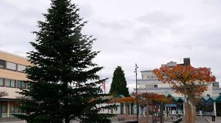 Der Christbaum auf dem Marktplatz steht bereits und er wird neben einem weiteren Baum auf dem Friedhof der einzige Weihnachtsschmuck bleiben, den die Gemeinde in diesem Jahr aufstellt – um Strom und Kosten zu sparen.
