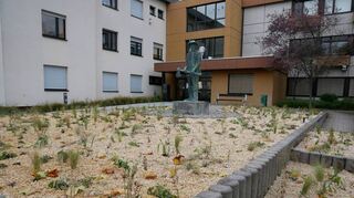 Sieht aus wie ein Schottergarten, ist aber ein umweltfreundliches Staudenbeet: Die Grünanlage rund um den Enderle vor dem Rathaus ist von der Gemeinde umgestaltet worden und soll nicht zuletzt als Anregung für die Bürger dienen.