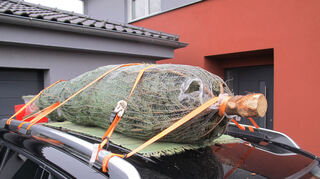 mid Groß-Gerau - Selbst bei einer Vollbremsung rutscht dieser Baum nicht vom Dach.