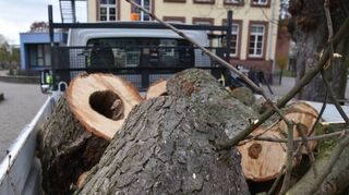 Baumteile der innen hohlen Rosskastanie werden vom Schulhof abtransportiert. Der Baum musste aufgrund von Fäulnis fast komplett entfernt werden.