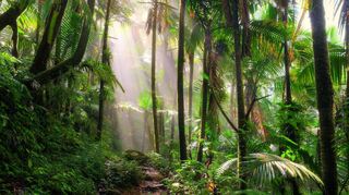 Effektiver Klimaschutz: Durch Spenden für den Erhalt des Regenwaldes lässt sich laut Philosoph Bernward Gesang am meisten CO einsparen.
