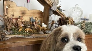 Noch mehr Weihnachtsdeko? Marley ist zunächst skeptisch...