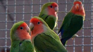 Viele Vögel im Park kommen aus dem Tierschutz. Hier in Plankstadt kümmern sich die Ehrenamtlichen liebevoll um sie.