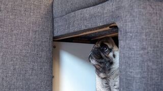 Wenn es draußen kracht und blitzt, das Feuerwerk auf Hochtouren läuft, dann hilft manchmal schon eine kleine Höhle unterm Sofa.