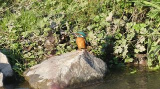 Der Eisvogel fühlt sich am Kraichbach wohl, seit der Wasserlauf im Zuge des HÖP-Projekts umgebaut wurde.