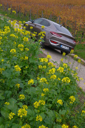 mid Groß-Gerau - Die sportlich-elegante Silhouette des Hyundai i30 Fastback kommt aus der Perspektive von schräg hinten besonders gut zur Geltung.