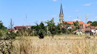 Im vergangenen Sommer ließ die Hitze die Wiesen rund um Brühl – hier beim Pferch-stückerweg – gnadenlos verdorren.Später litten auch Bäume.