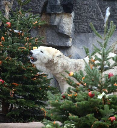 Auch manche Zoos freuen sich auch nach dem Fest noch über gespendete Weihnachtsbäume – als Spielzeug oder gar als Futter für ihre Tiere.